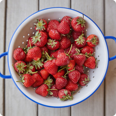 Honeoye, Strawberry Roots - 25 Roots image number null